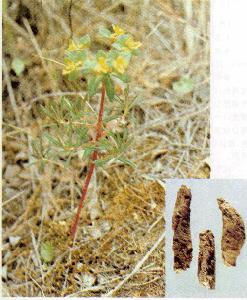 狼毒—雞腸狼毒 狼毒—雞腸狼毒