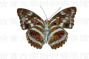 珠履帶蛺蝶 珠履帶蛺蝶