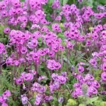 南川馬先蒿 南川馬先蒿