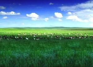 烏拉特草原
