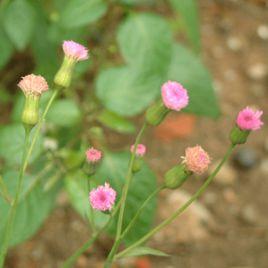一點紅屬 一點紅屬