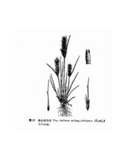 伴生苔草 伴生苔草