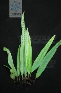 闊葉瓦韋 闊葉瓦韋