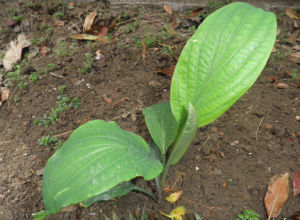 南方大葉柴胡 南方大葉柴胡