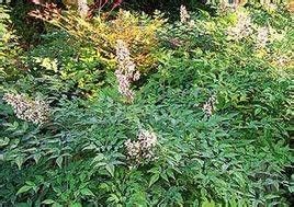 絲稈苔草 絲稈苔草