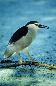 模里西斯夜蒼鷺 模里西斯夜蒼鷺