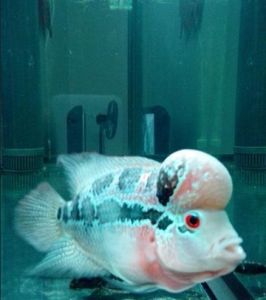 白線蟲病 白線蟲病