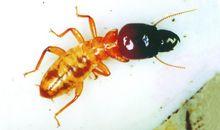 兵蟻