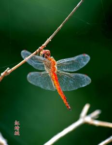 非洲紅蜻蜓