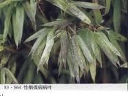 剛竹小煤炱 剛竹小煤炱