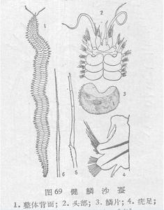 健鱗沙蠶 健鱗沙蠶