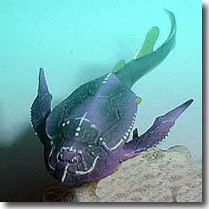 溝鱗魚屬 溝鱗魚屬