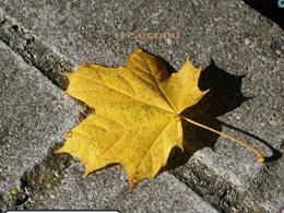 尋找琥珀石3 尋找琥珀石3