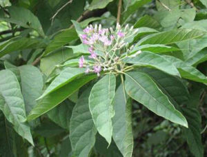 柳葉斑鳩菊 柳葉斑鳩菊