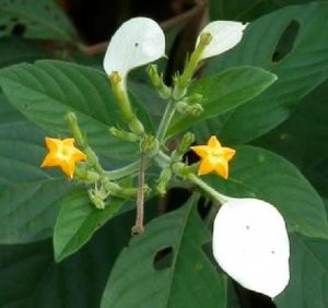 粗毛玉葉金花 粗毛玉葉金花