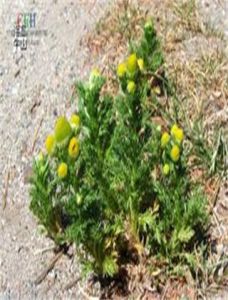 同花母菊 同花母菊