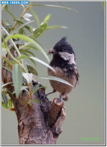 煤山雀指名亞種 煤山雀指名亞種