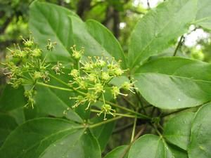 吳茱萸五加（原變種）