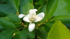 茉莉果屬 茉莉果屬