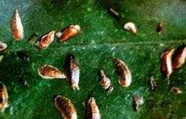 茶葉癭蟎 茶葉癭蟎