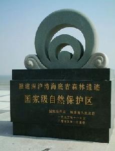 深滬灣海底古森林