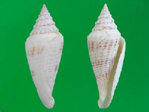 長歐氏芋螺 長歐氏芋螺