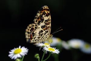 曲紋蜘蛺蝶 曲紋蜘蛺蝶