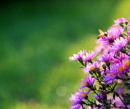 采一束鮮花 采一束鮮花