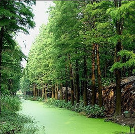溱湖濕地農業生態園 溱湖濕地農業生態園