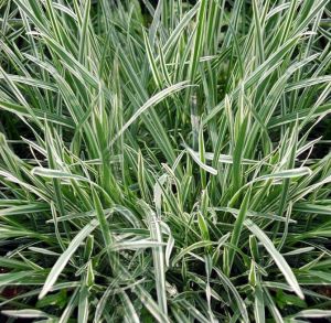 花葉燕麥草 花葉燕麥草