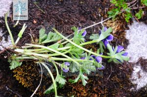 疊裂銀蓮花 疊裂銀蓮花