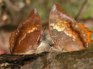 白帶螯蛺蝶 白帶螯蛺蝶