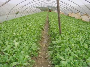 無公害蔬菜基地