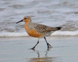 紅腹濱鷸 紅腹濱鷸