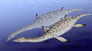 尼可斯龍（學名：Nichollssaura）是蛇頸龍亞目的一屬，生存於白堊紀早期（阿爾比階）的北美洲海域。模式種是北方尼可斯龍（N. borealis）。在北美洲的蛇頸龍類化石紀錄中，有個接近4000萬年的斷層，尼可斯龍的發現，填補了這個斷層。尼可斯龍的化石是在1994年發現於加拿大亞伯達省的一個礦場。化石只缺少左前肢、肩胛骨，是因工人在操作單斗挖掘機時遺失的。尼可斯龍的屬名原名，Nichollsia是以古生物館長Betsy Nicholls為名。但這個名稱已有一個等足目昆蟲在使用，所以原命名者在2009年建立新屬名：Nichollssaura。尼可斯龍化石時期： 白堊紀早期 兩隻尼可斯龍 科學分類 界： 動物界 Animalia 門： 脊索動物門 Chordata 綱： 蜥形綱 Sauropsida 總目： 鰭龍超目 Sauropterygia 目： 蛇頸龍目 Plesiosauria 亞目： 蛇頸龍亞目 Plesiosauroidea 屬： 尼可斯龍屬 Nichollssaura  種 北方尼可斯龍 N. borealis (模式種)