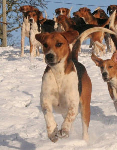 英國獵狐犬 英國獵狐犬