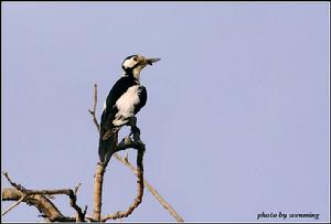 白翅啄木鳥 白翅啄木鳥