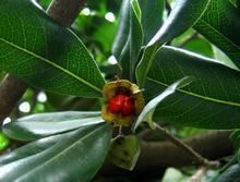 光葉海桐 光葉海桐