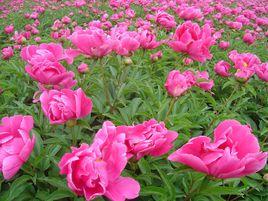 藥用植物[醫藥學術語]