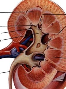 內生肌酐清除率 內生肌酐清除率