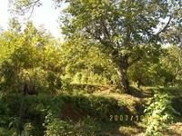 漢排河村 漢排河村