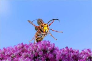 節肢動物傳播 節肢動物傳播