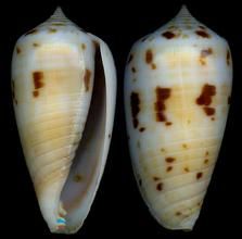 塔斯馬尼亞芋螺 塔斯馬尼亞芋螺