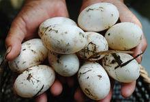 鄂魚[爬行動物]