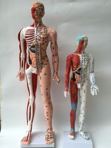 人體經穴模型