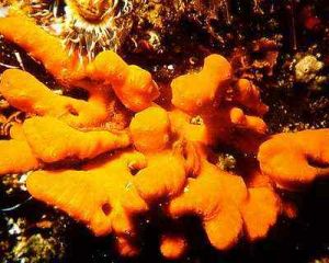 橘紅海綿 橘紅海綿