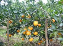 古井鎮[四川省三台縣古井鎮]