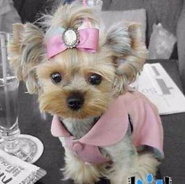 約克郡犬 約克郡犬