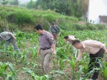 雲陽縣農業（玉米）