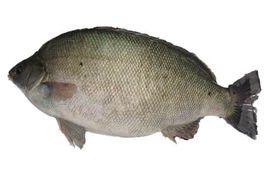 澳洲寶石鱸 澳洲寶石鱸